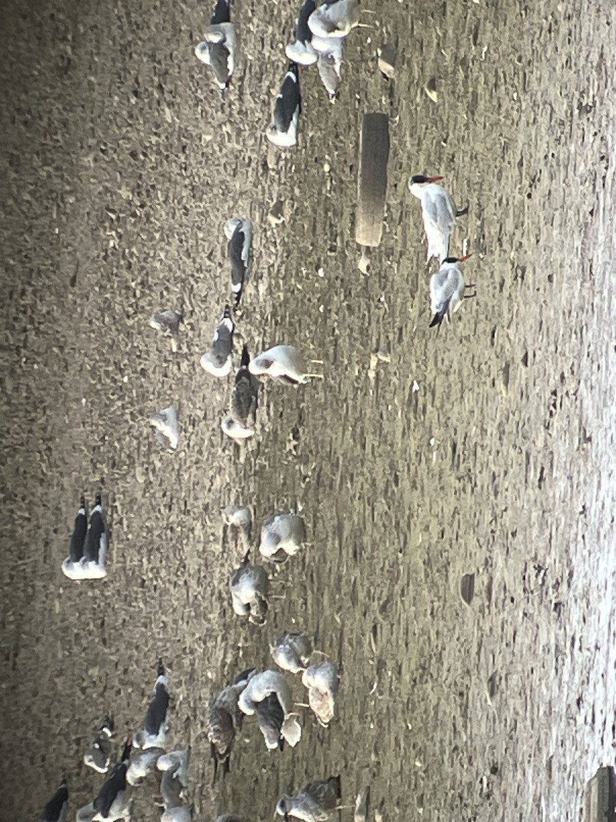 Caspian Tern - ML628535438