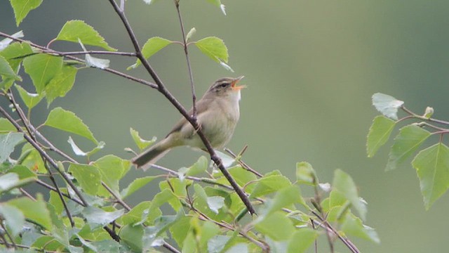 Tickell's Leaf Warbler (Alpine) - ML628535445