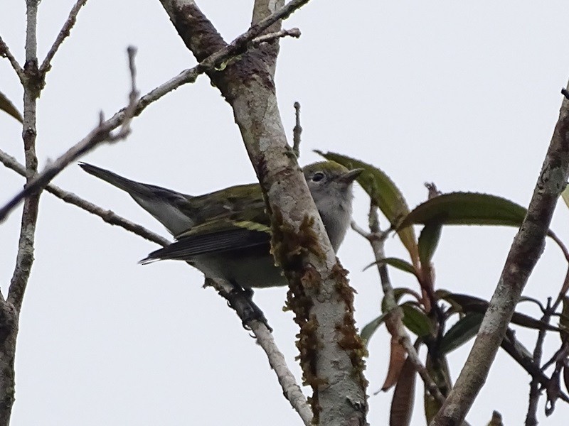 Chestnut-sided Warbler - ML628535502