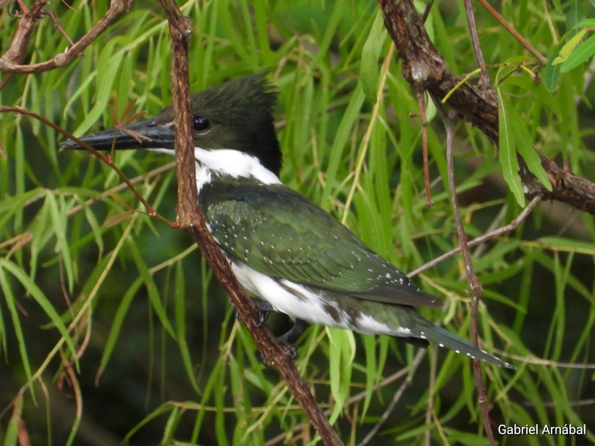 Amazon Kingfisher - ML628535522