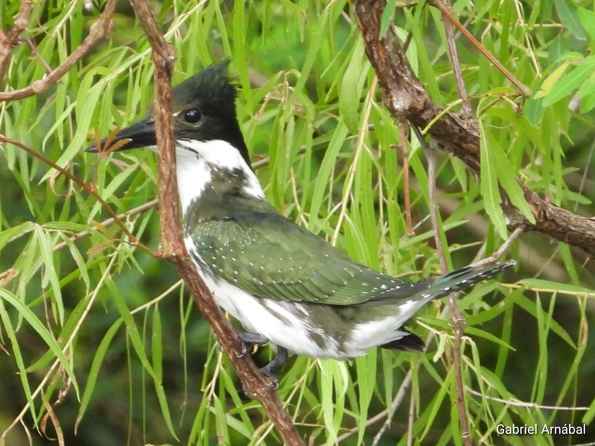 Amazon Kingfisher - ML628535523