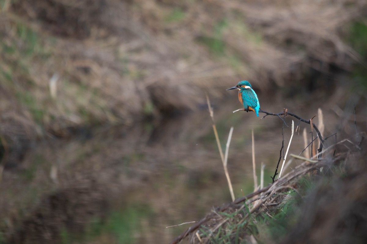 Common Kingfisher - ML628535764