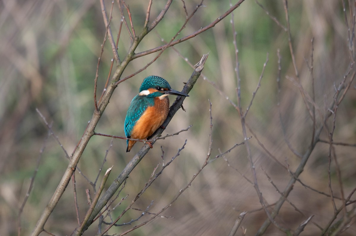 Common Kingfisher - ML628535765