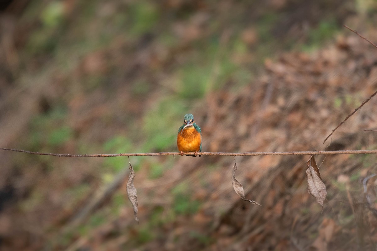 Common Kingfisher - ML628535766