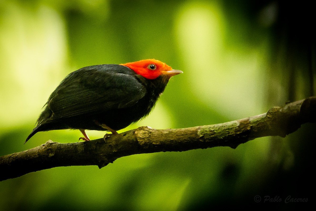 Red-headed Manakin - ML628535871