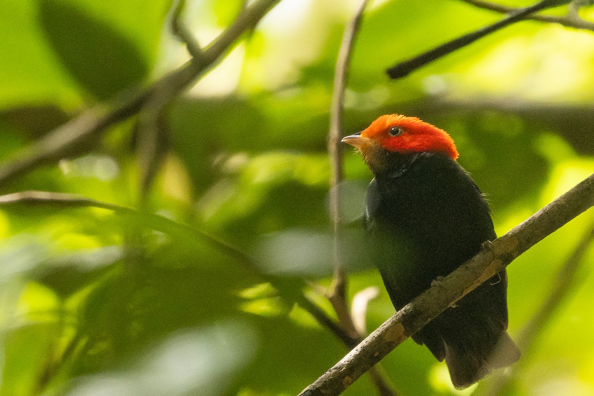 Red-headed Manakin - ML628535915