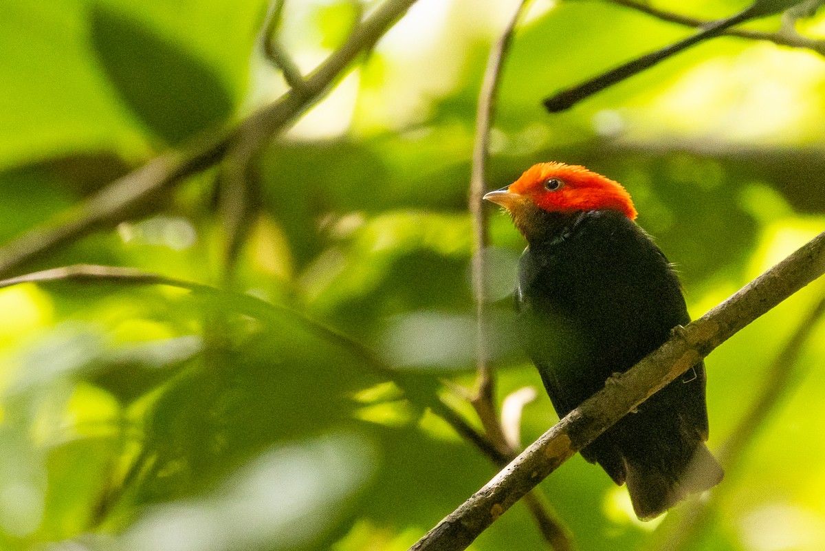 Red-headed Manakin - ML628535916