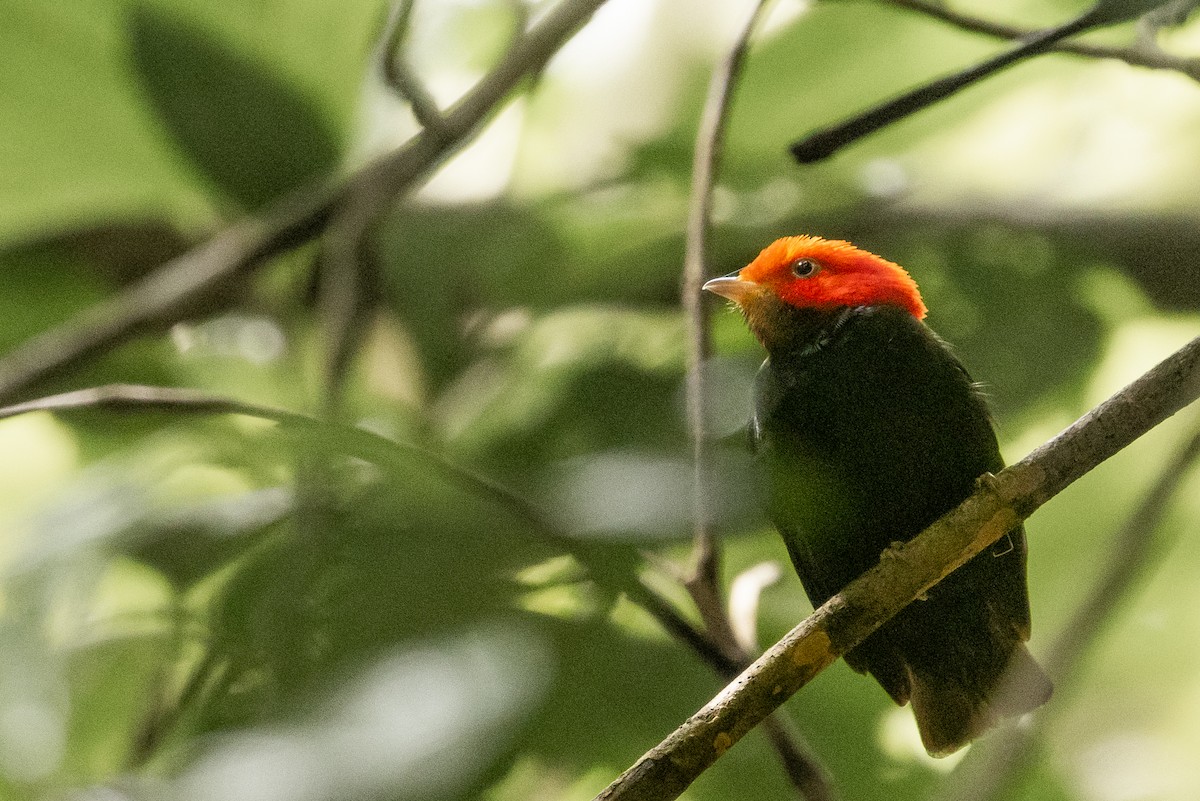 Red-headed Manakin - ML628535917