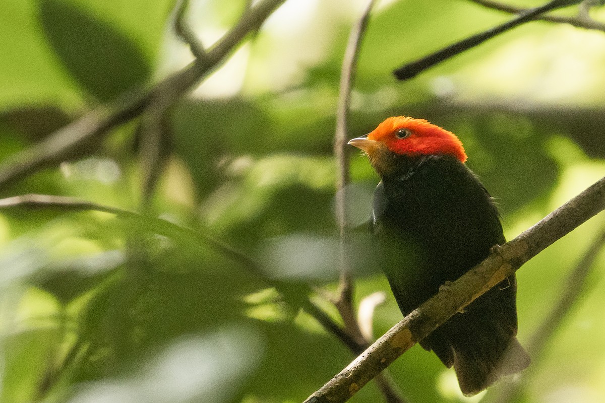 Red-headed Manakin - ML628535918