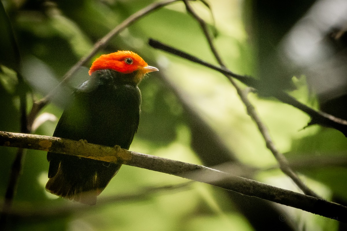 Red-headed Manakin - ML628535919