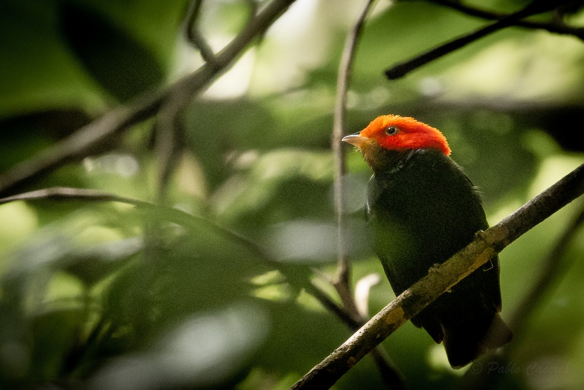 Red-headed Manakin - ML628535920