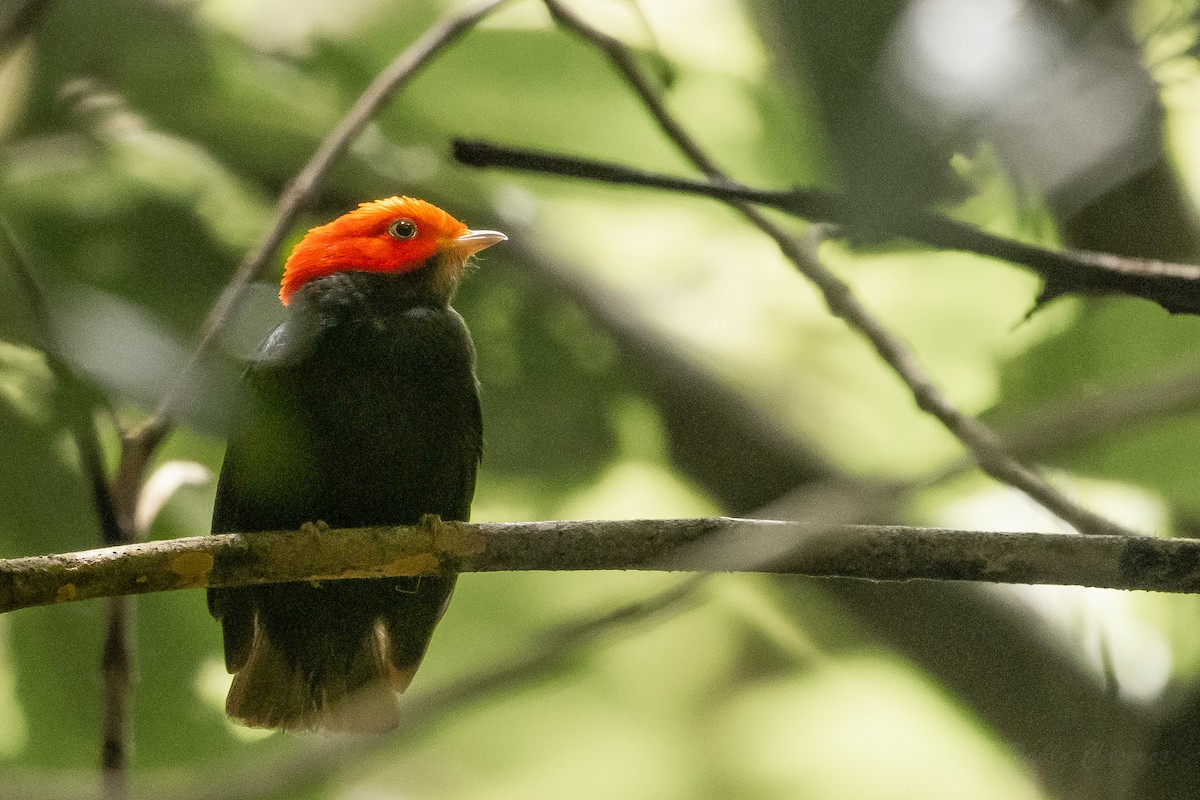 Red-headed Manakin - ML628535921