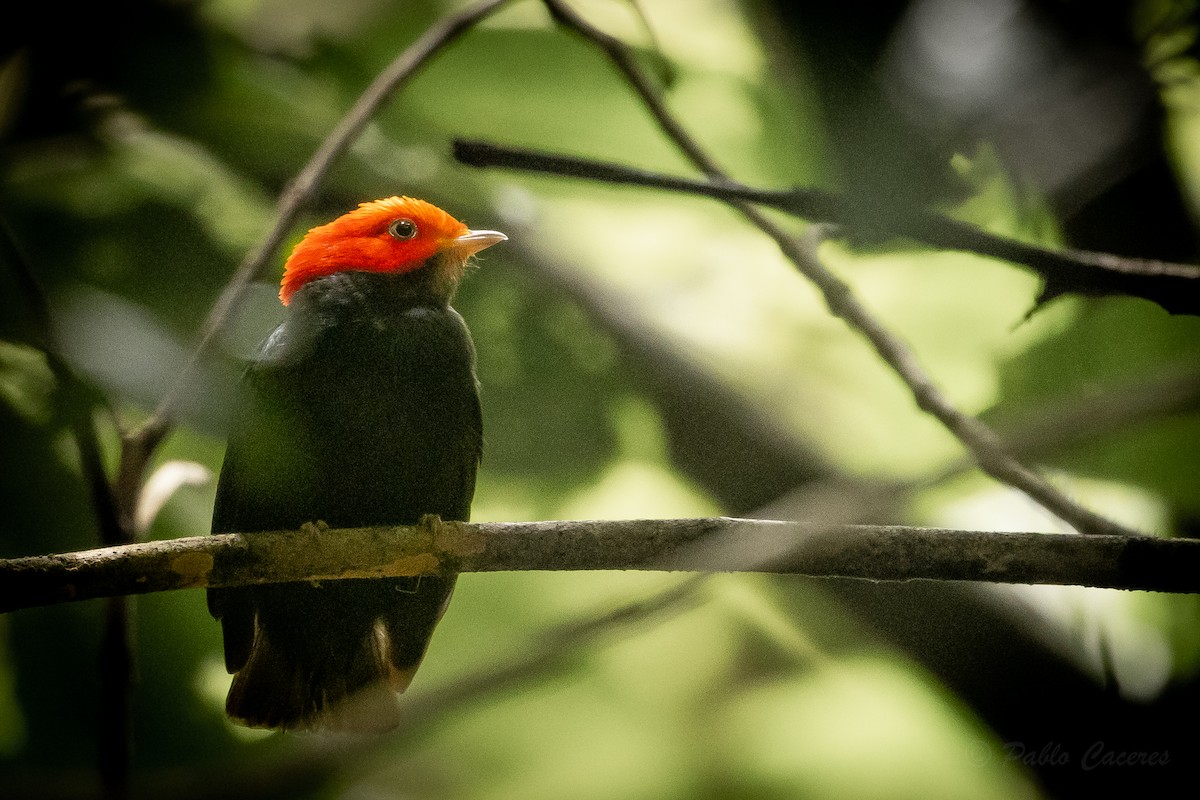 Red-headed Manakin - ML628535922