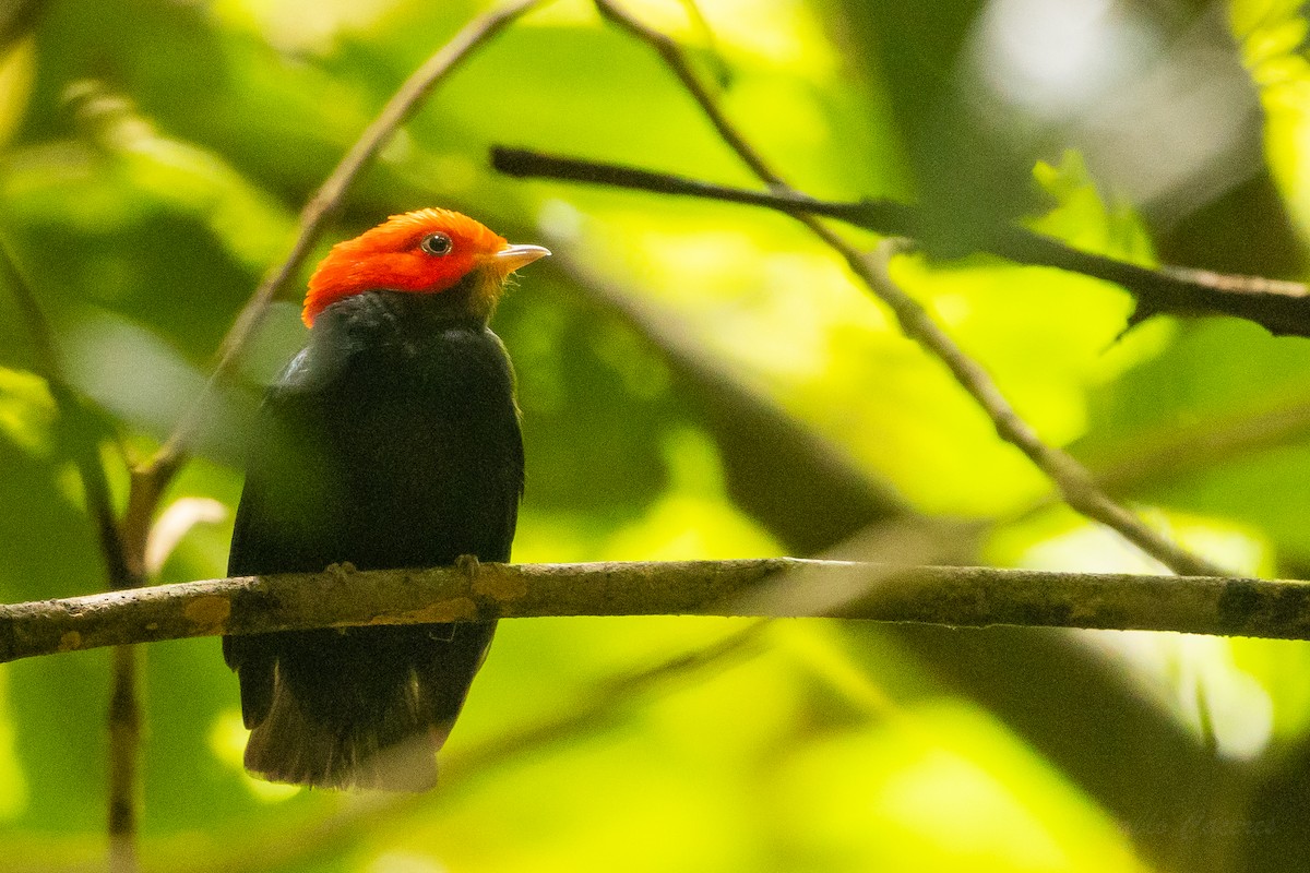 Red-headed Manakin - ML628535925
