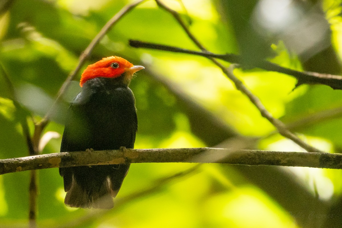 Red-headed Manakin - ML628535926