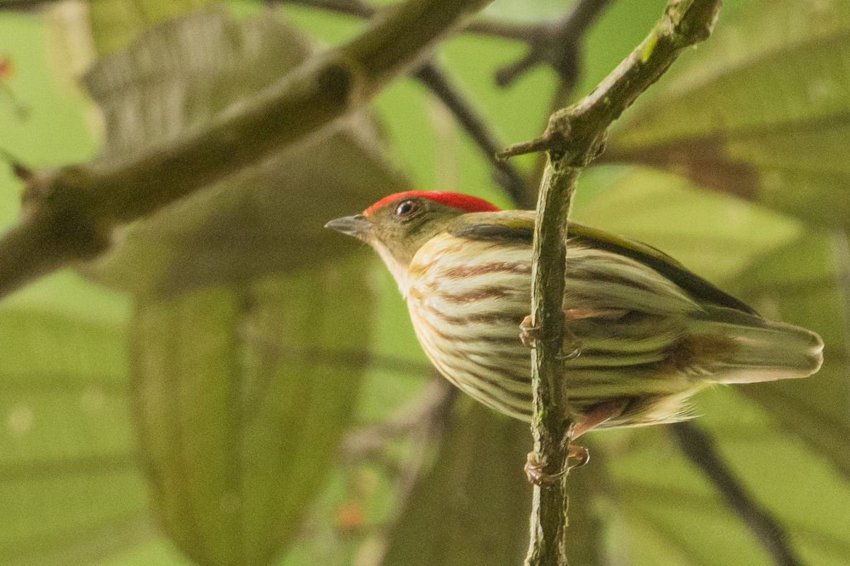 Kinglet Manakin - ML628536002