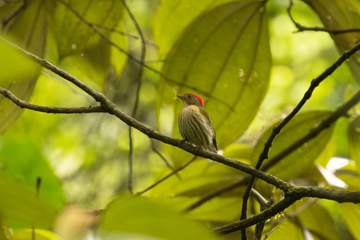 Kinglet Manakin - ML628536003