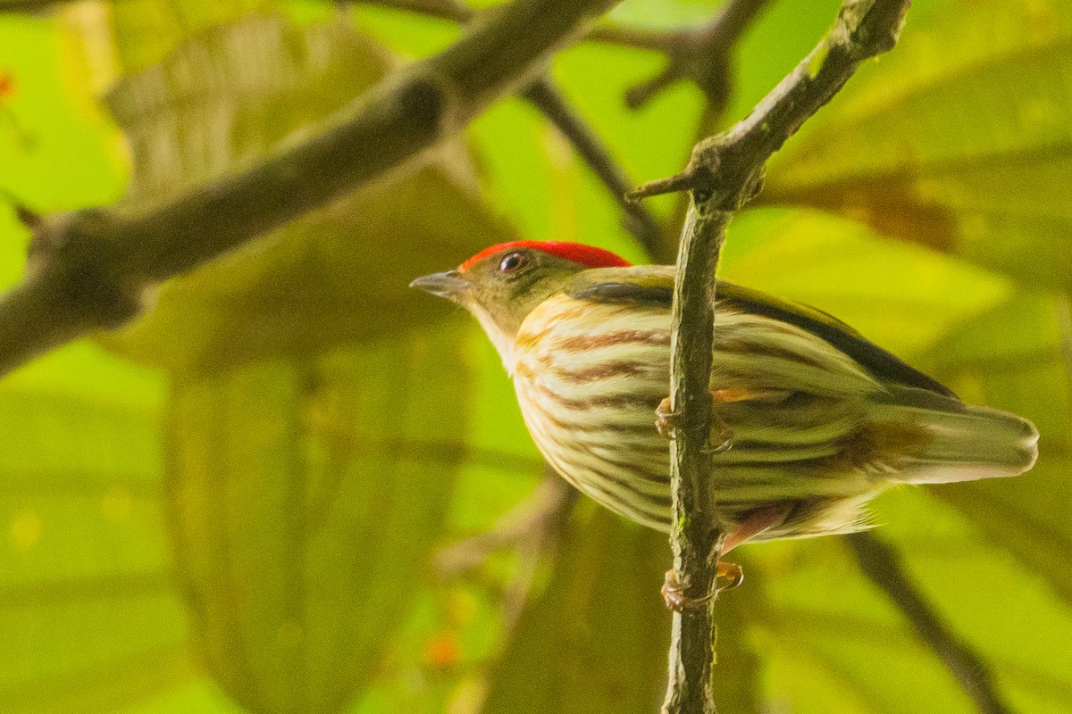 Kinglet Manakin - ML628536005