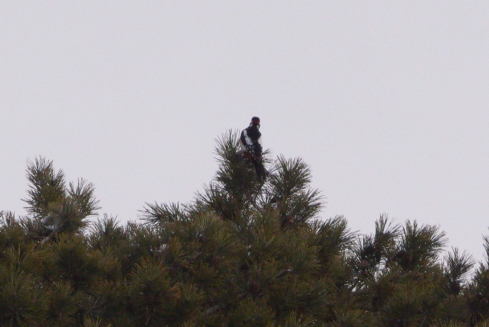 Great Spotted Woodpecker - ML628536045