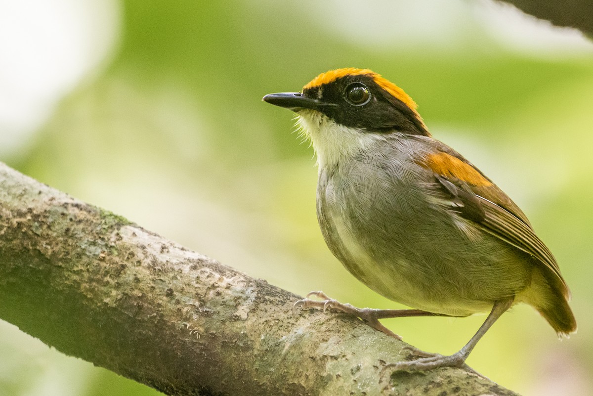 Black-cheeked Gnateater - ML628536047