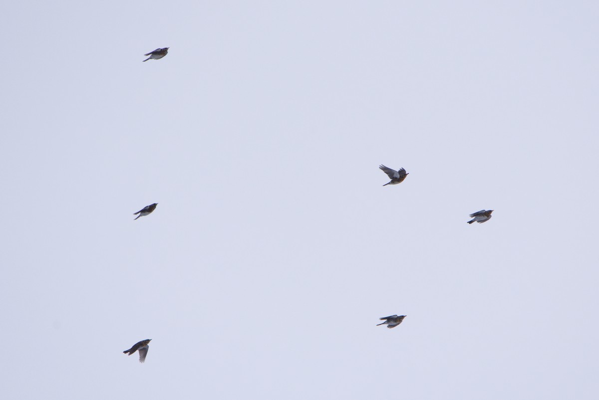 Fieldfare - ML628536054