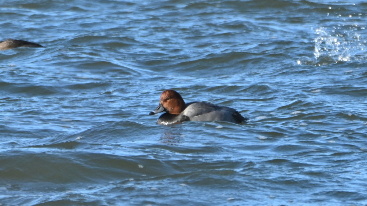 Redhead - Henry Trombley