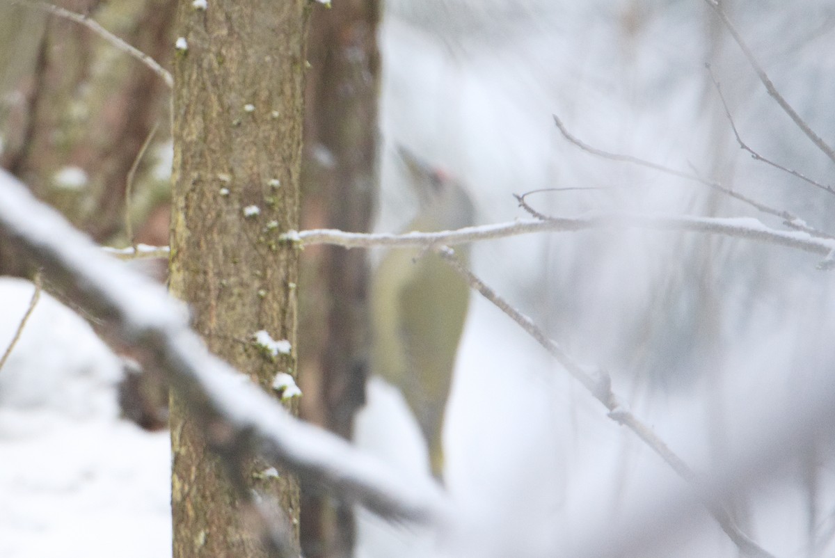 Gray-headed Woodpecker - ML628536265
