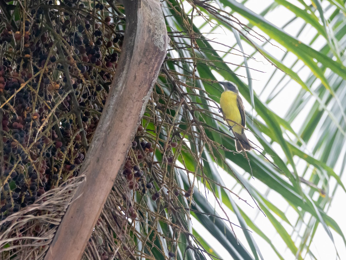 Social Flycatcher (Social) - ML628536334