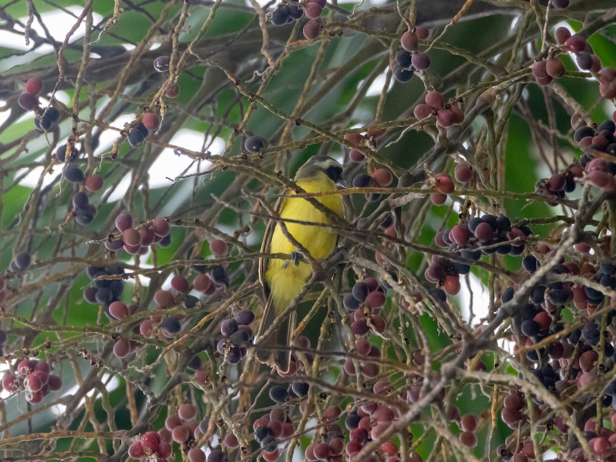 Social Flycatcher (Social) - ML628536335