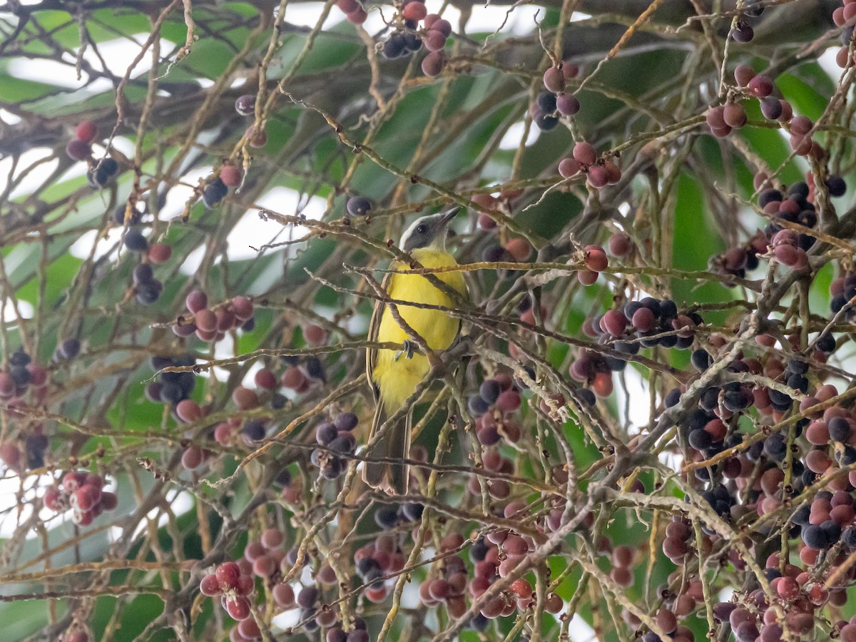 Social Flycatcher (Social) - ML628536336