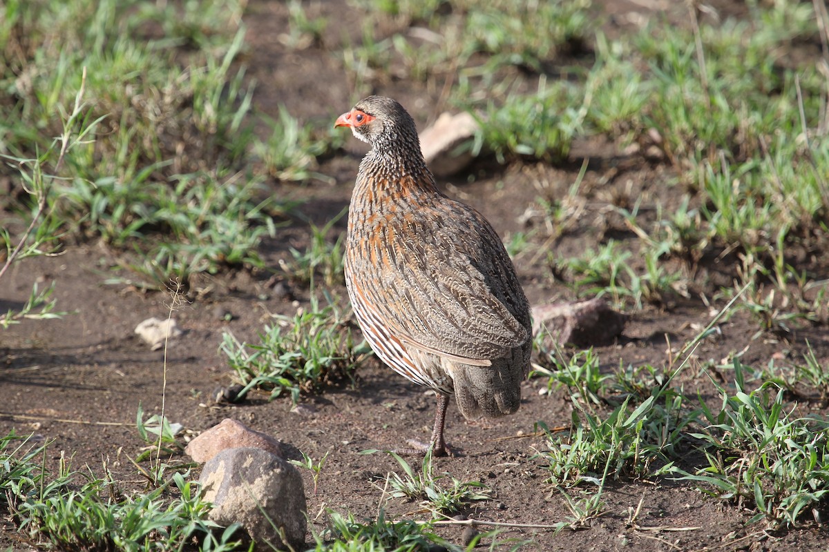 Gray-breasted Spurfowl - ML628536573