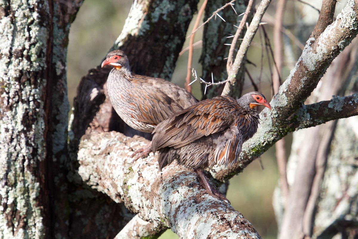 Gray-breasted Spurfowl - ML628536607