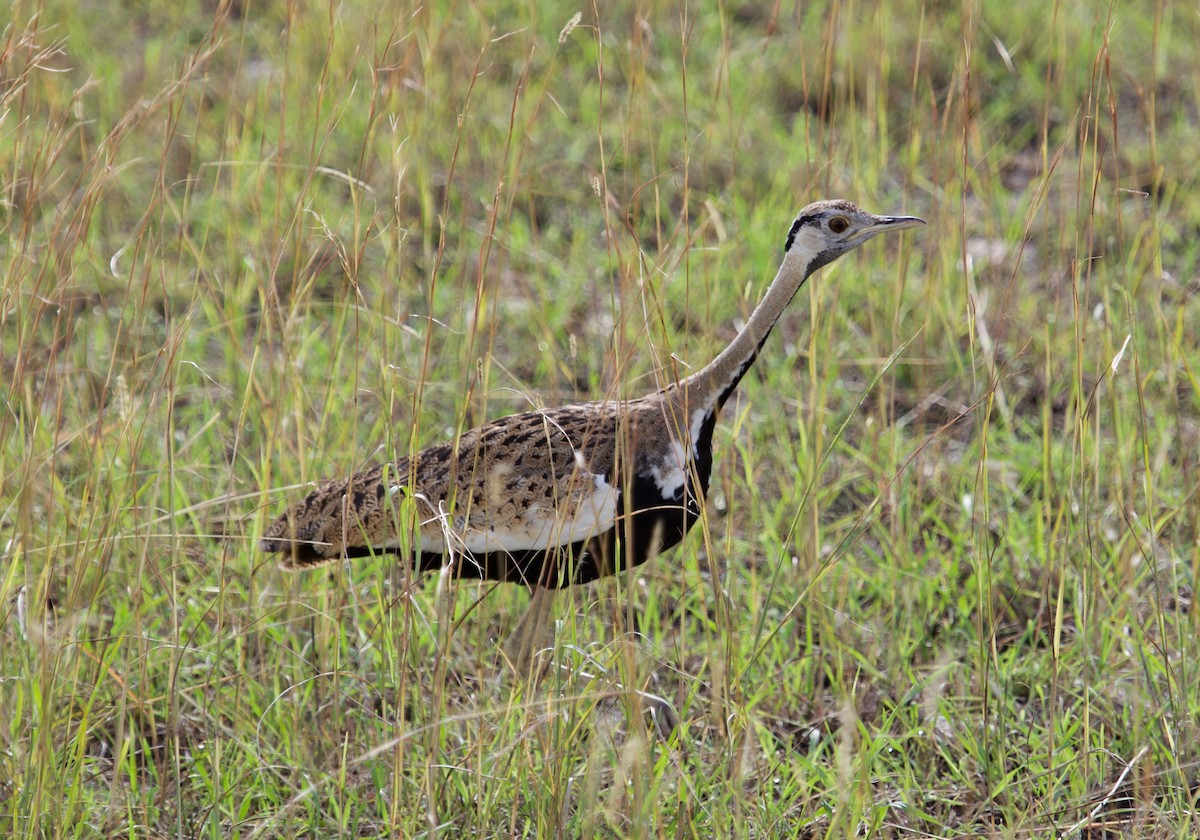 Black-bellied Bustard - ML628536749