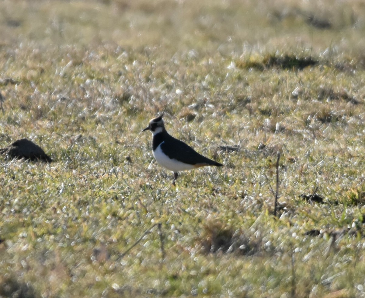 Умардын хавтгаалж - ML628536799