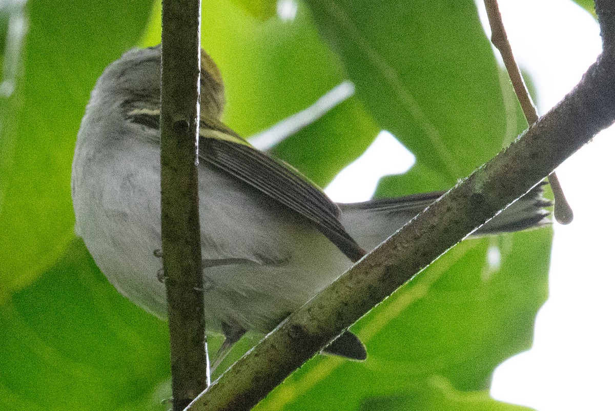 Chestnut-sided Warbler - ML628536816