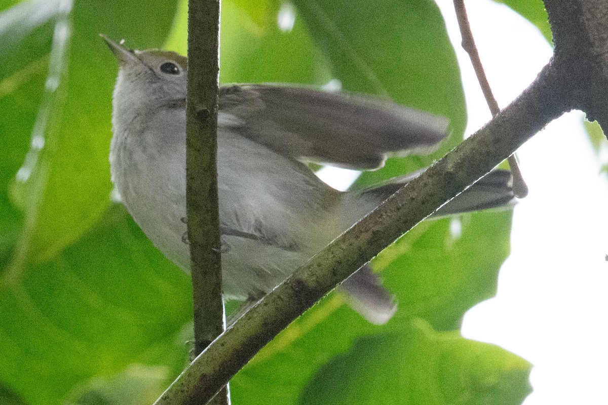 Chestnut-sided Warbler - ML628536847