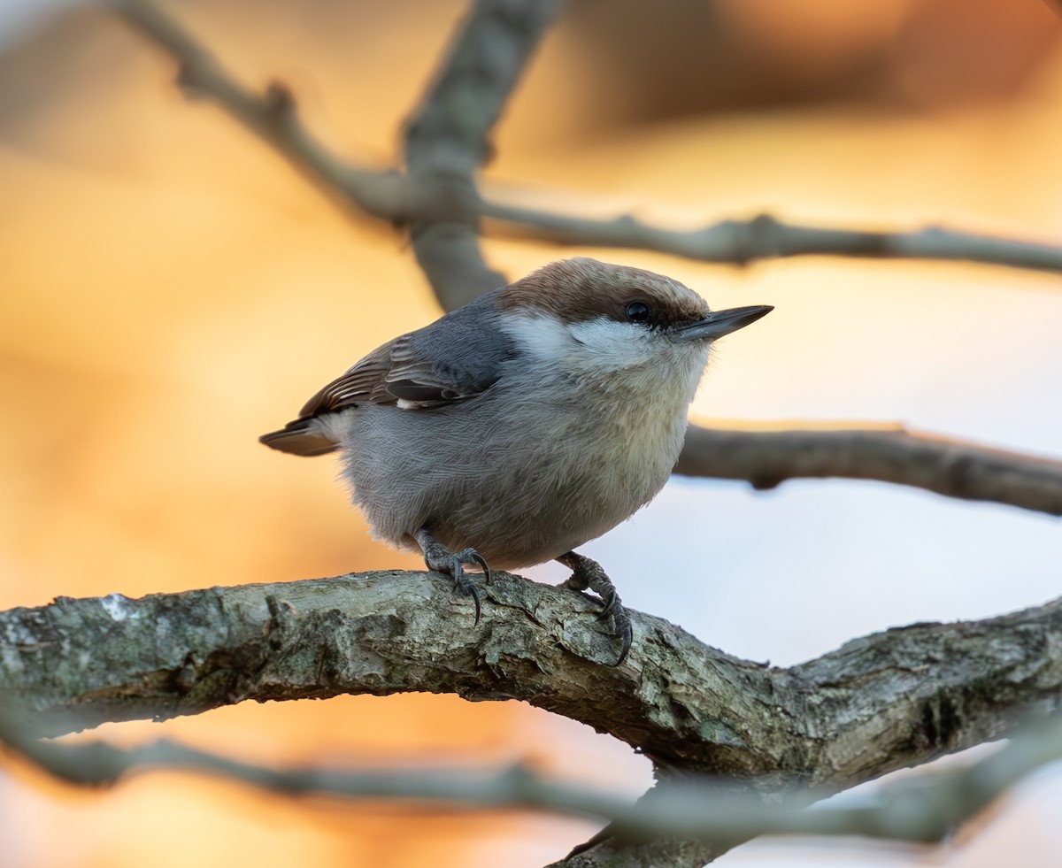 eBird Checklist - 2 Jan 2025 - Virginia Ridge - 18 species