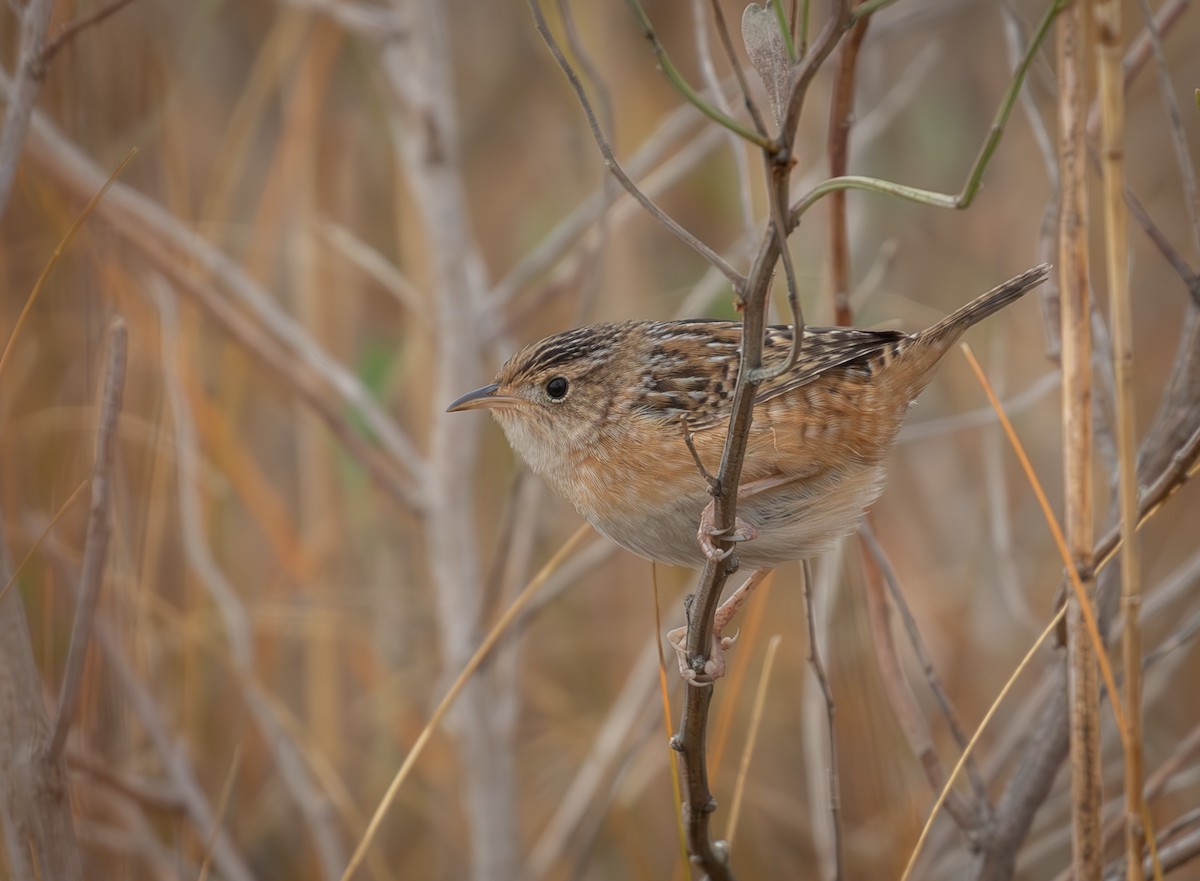 Sedge Wren - Kirk Gardner
