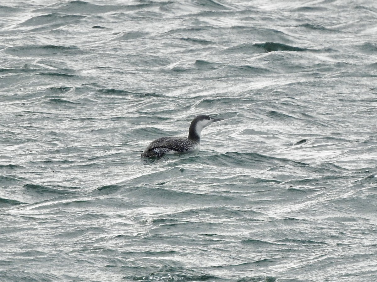 Red-throated Loon - ML628537103