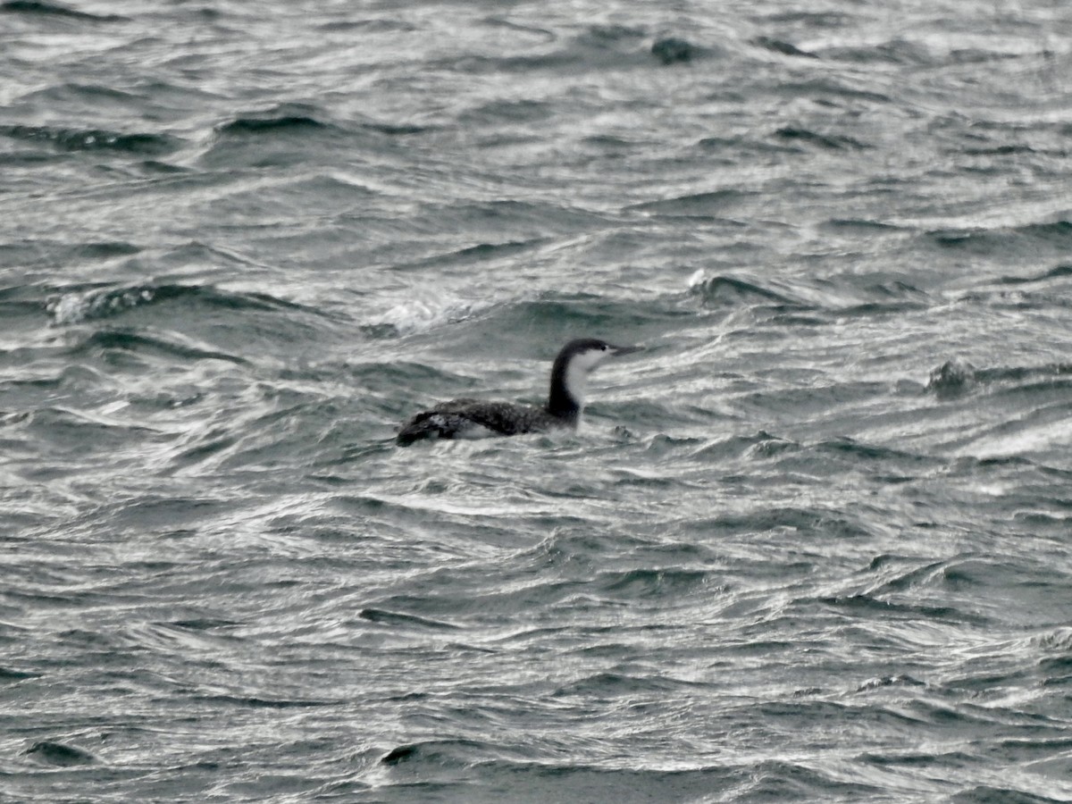 Red-throated Loon - ML628537104