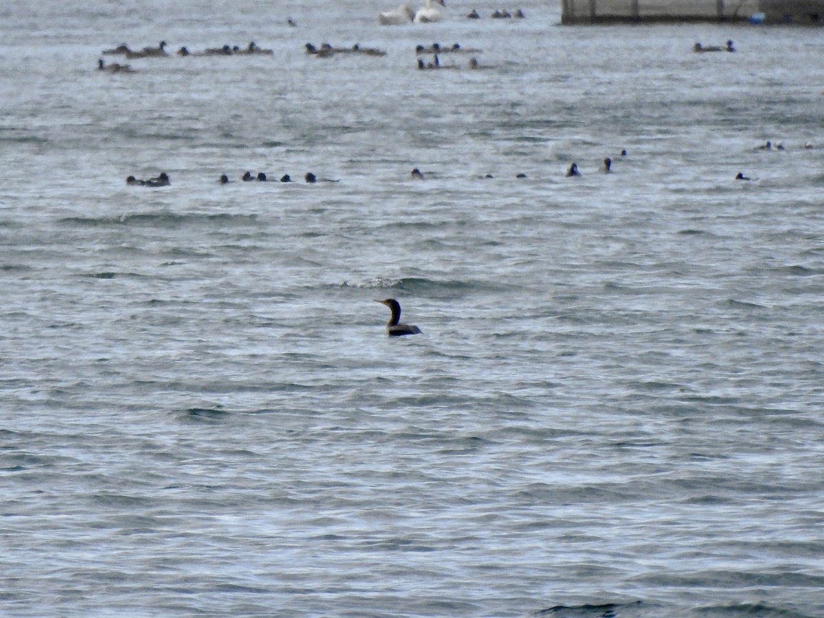 Double-crested Cormorant - ML628537127