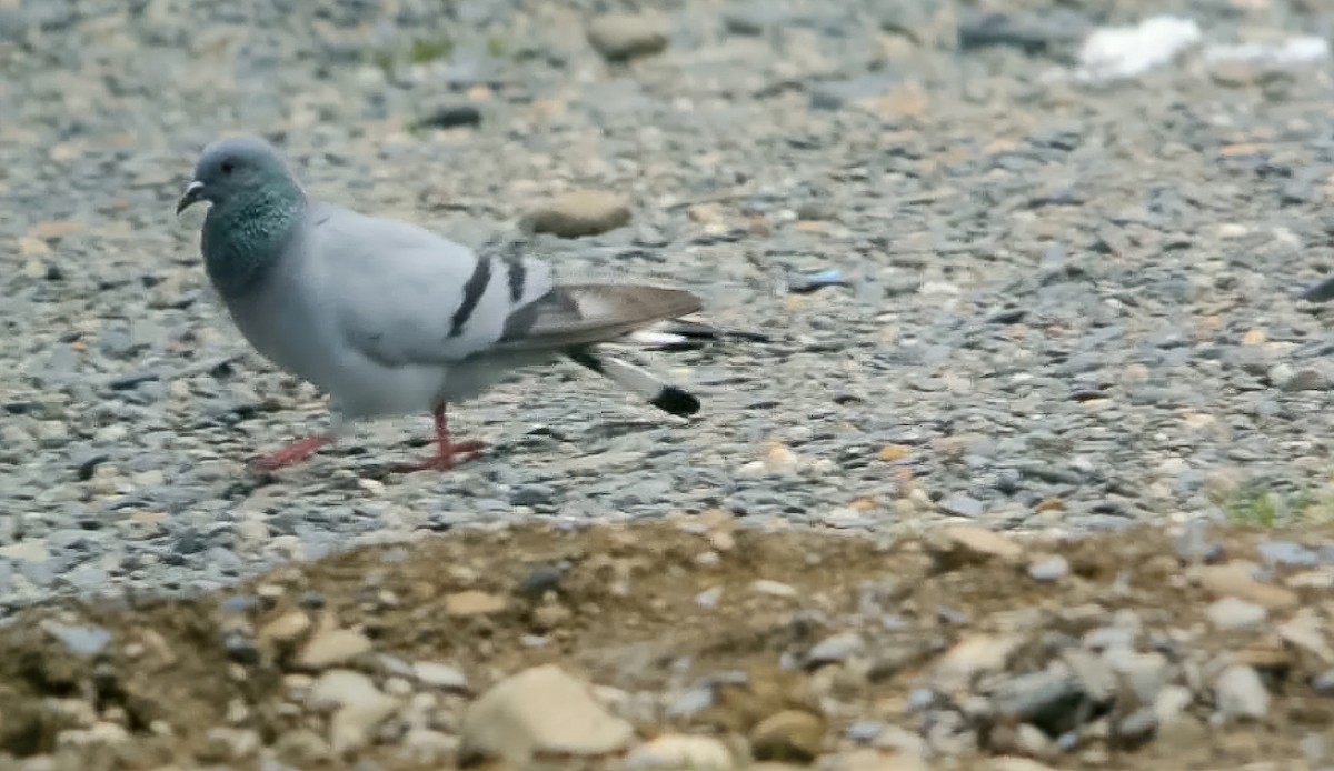 Hill Pigeon - ML628537136