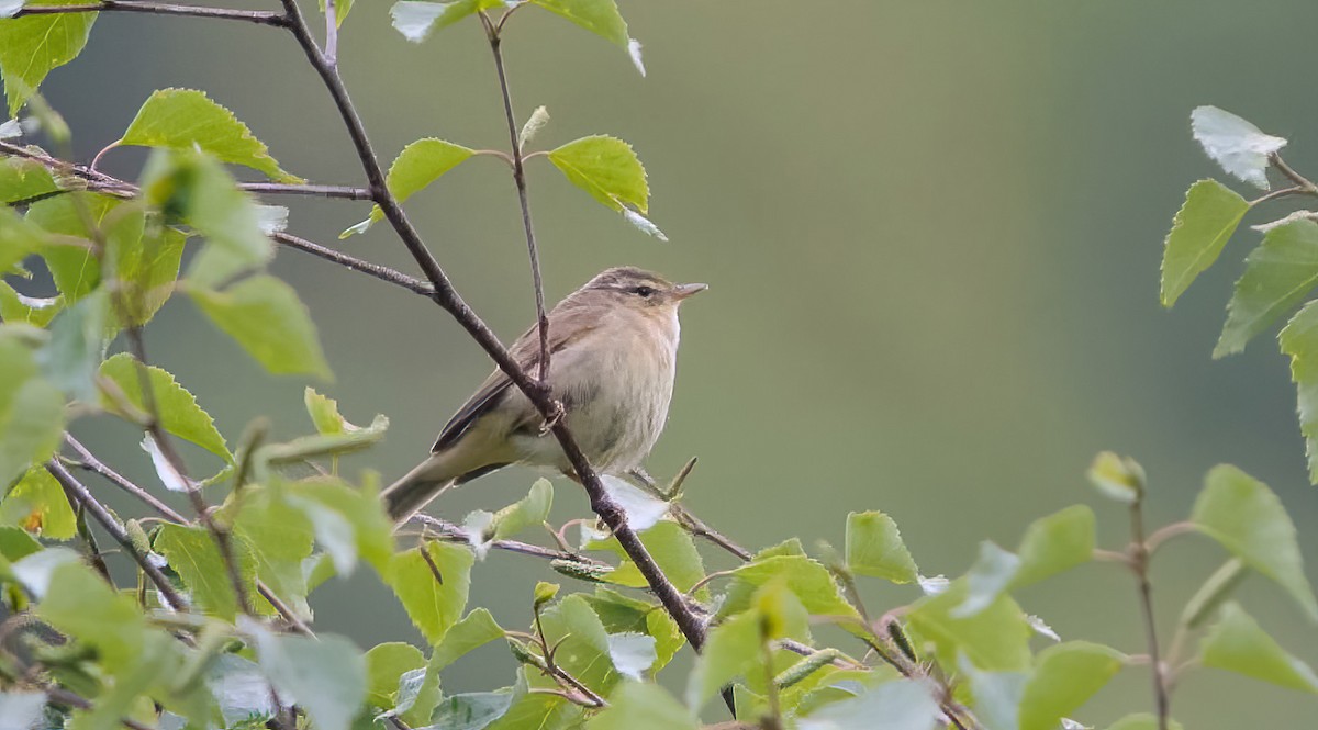 Tickell's Leaf Warbler (Alpine) - ML628537184