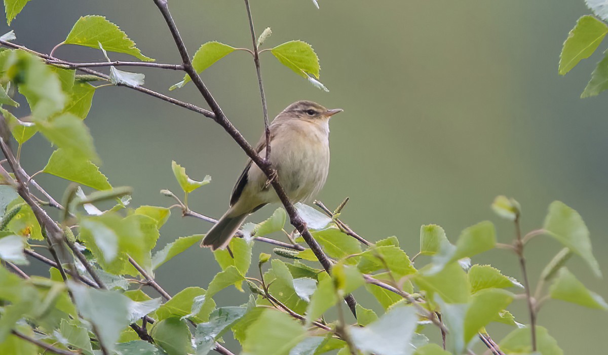Tickell's Leaf Warbler (Alpine) - ML628537185