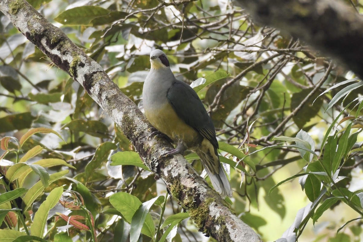 Red-eared Fruit-Dove - ML628537192