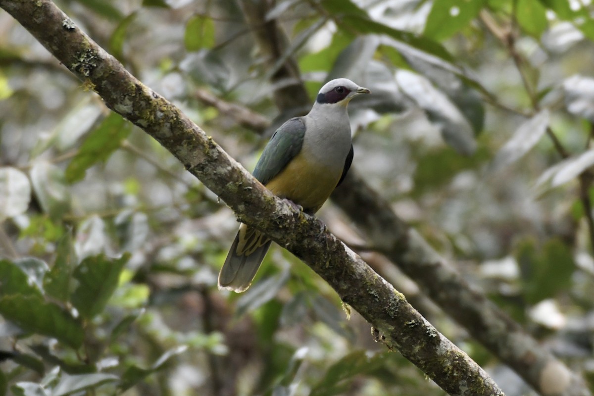 Red-eared Fruit-Dove - ML628537205