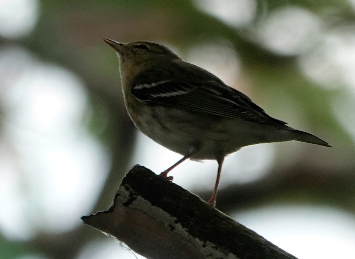 Blackpoll Warbler - ML628537511