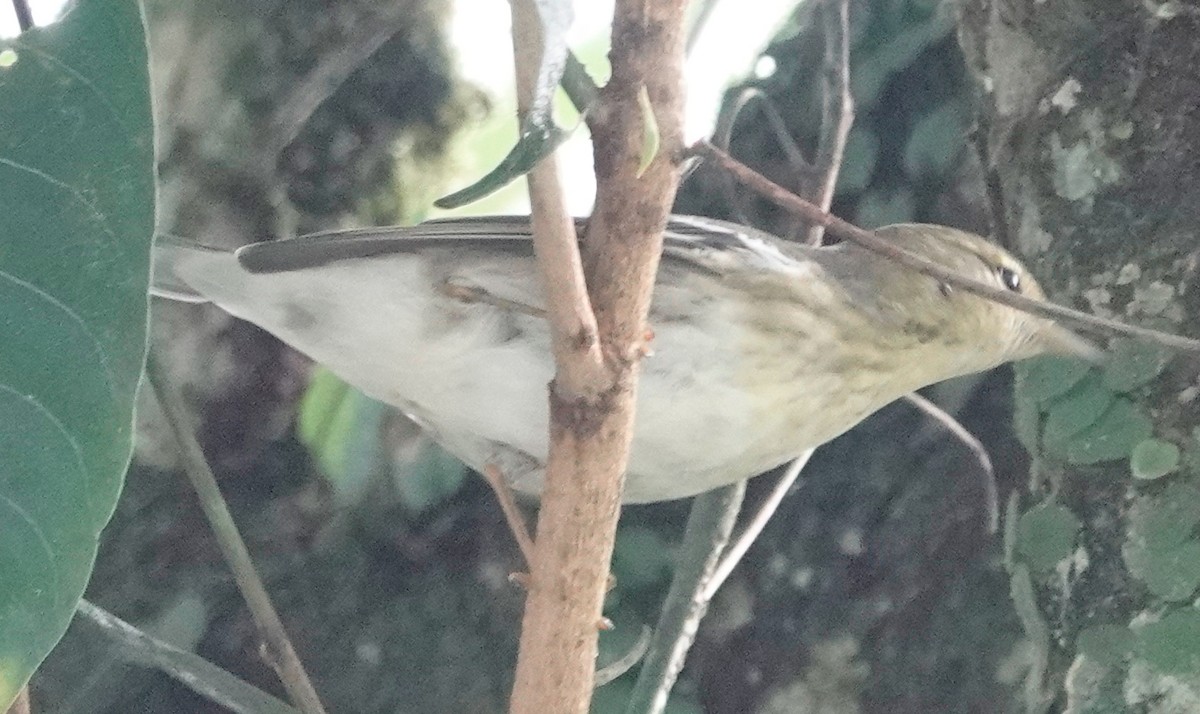 Blackpoll Warbler - ML628537515