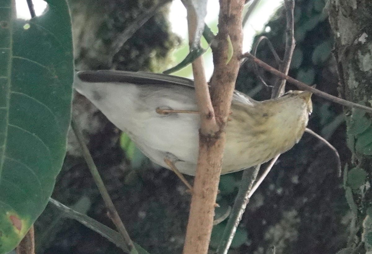 Blackpoll Warbler - ML628537517