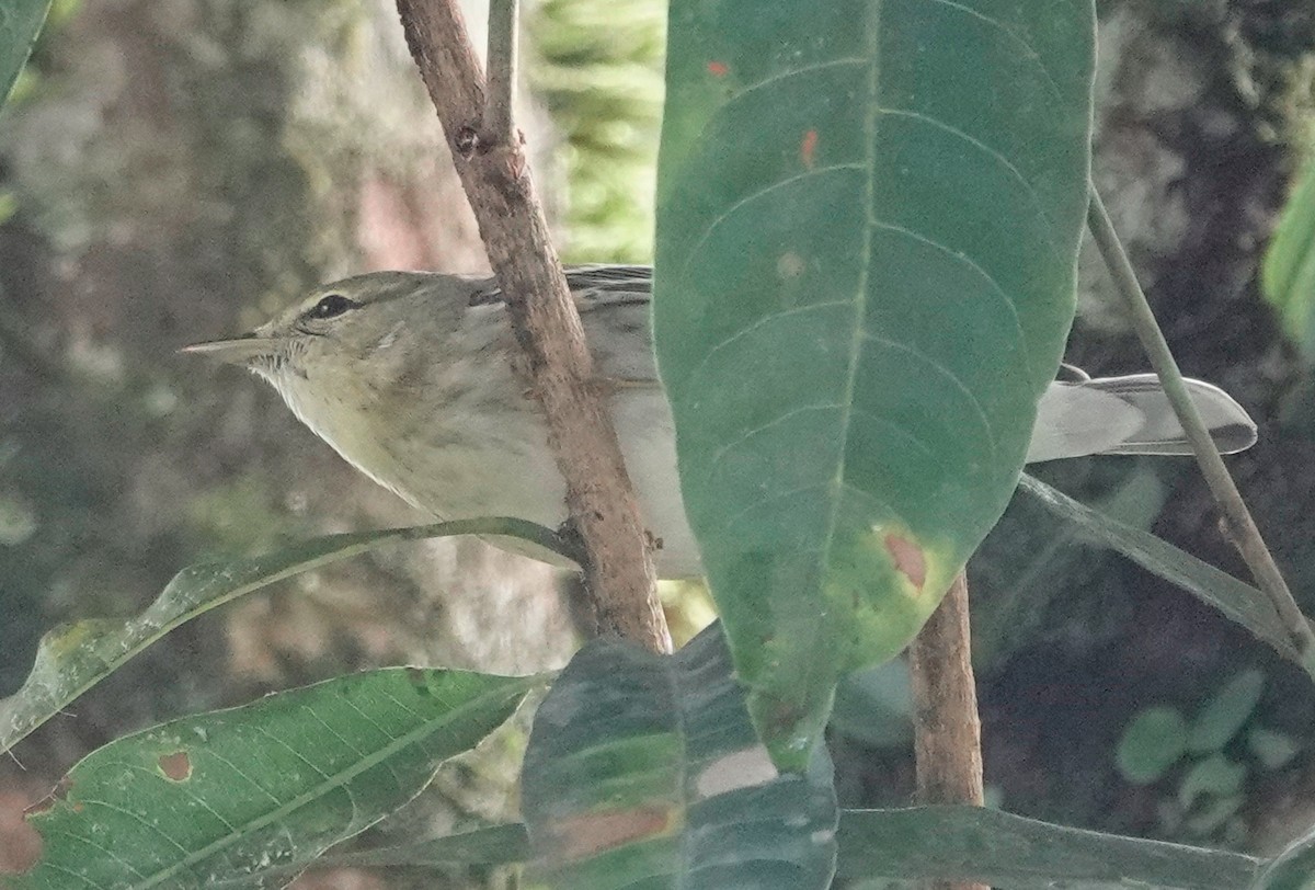 Blackpoll Warbler - ML628537527